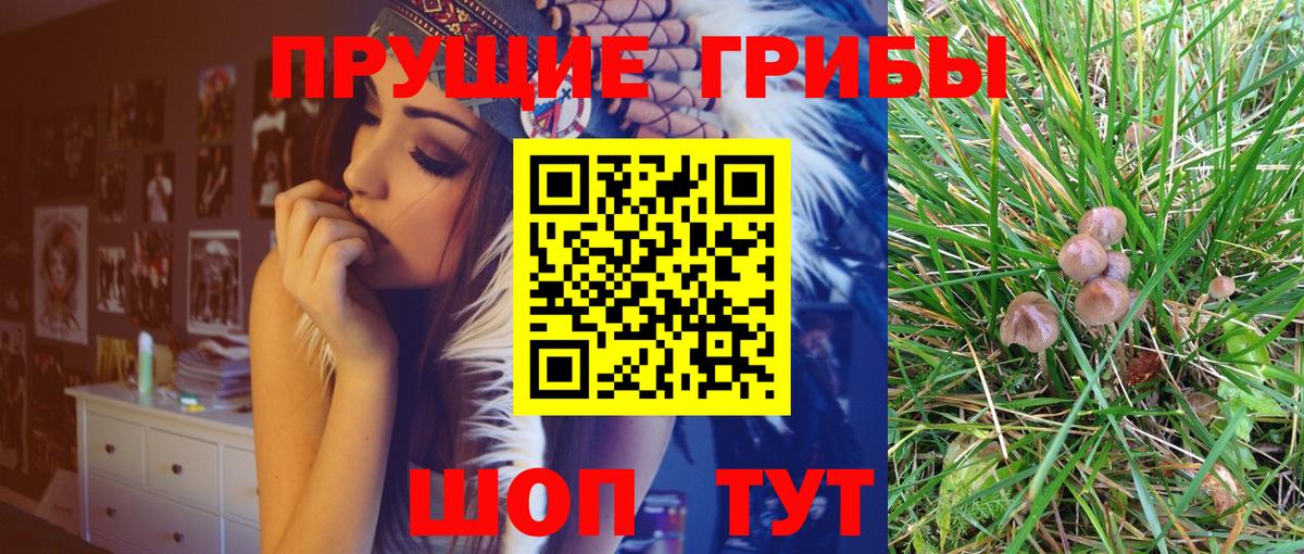 Галлюциногенные грибы GOLDEN TEACHER  Псилоцибиновые грибы MAGIC MUSHROOMS  Вход с VPN  Дедовск 